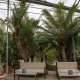 ...maestose cycas...